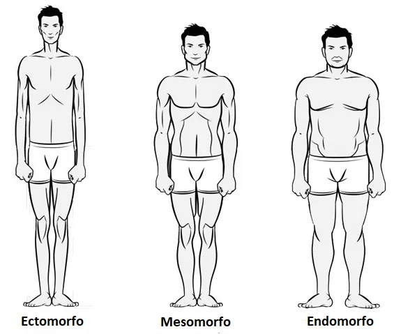 endomorfo