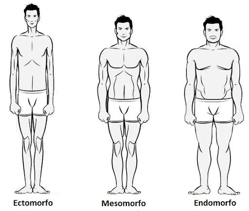 mesomorfo